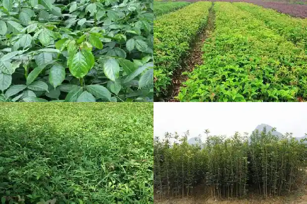 桂花树好种植吗1689985849610