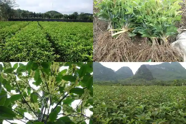 桂花树有害吗1686357523317