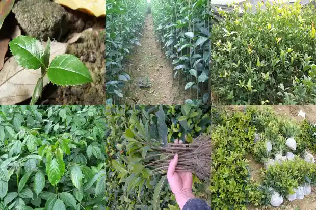 桂花树有害吗1686357523364