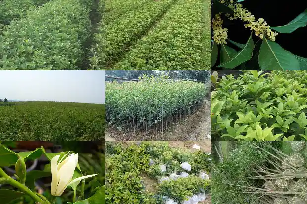 桂花树有害吗1686357523411