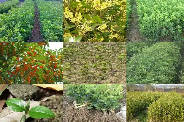 桂花树北方能种吗有毒吗1686357545347