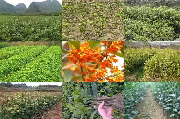 桂花树北方能种吗有毒吗1686357545394