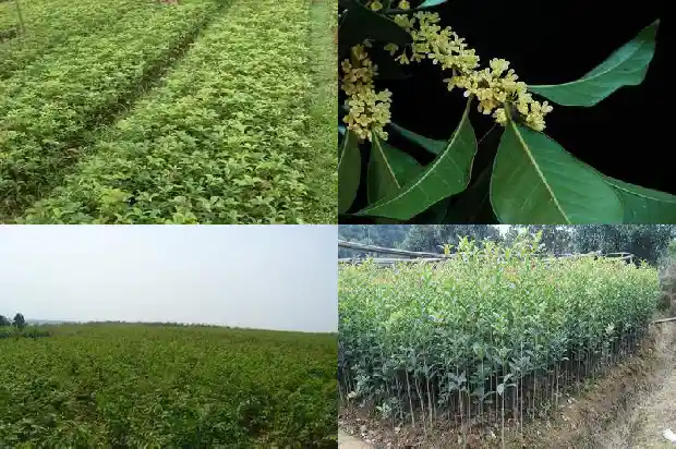 桂花树价格标准是多少1689725821046