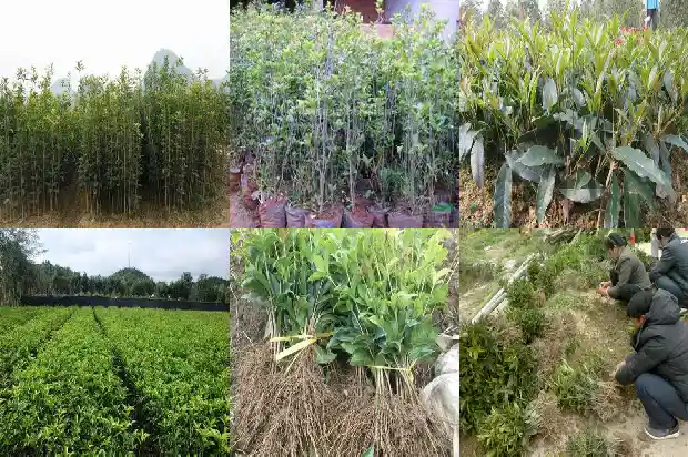 北方可种桂花树吗农村1686357620349