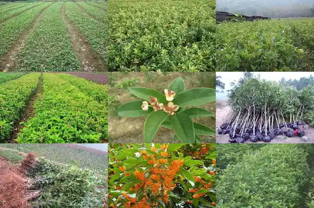 北方可种桂花树吗农村1686357620397