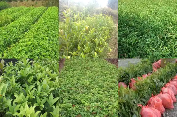 桂花通常几月种植好1688605678807