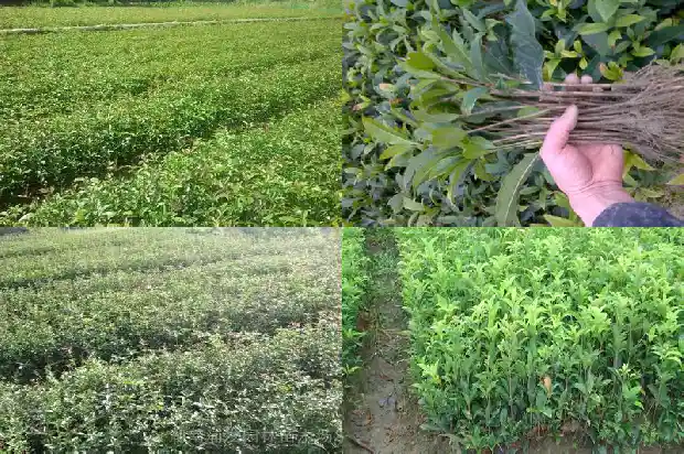 桂花树现在能嫁接吗1690417961981