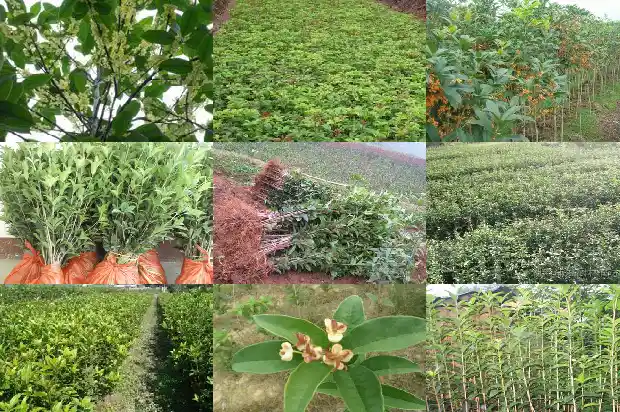种桂花树用什么土壤1686357869040