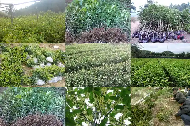桂花树用什么土养1686357885822