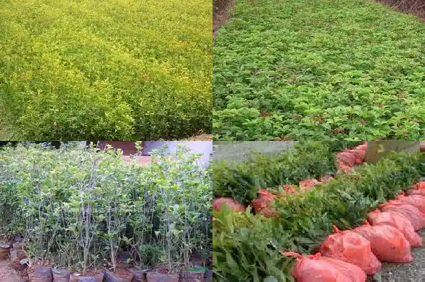 桂花树用什么土养1686357885870