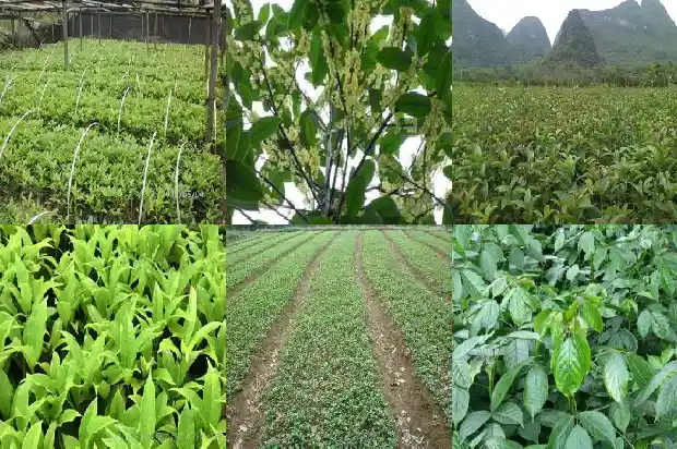 桂花树用什么土壤养好1686357906977