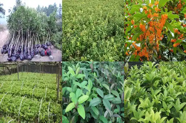 市场卖的营养土可以种桂花吗北方1686357929500