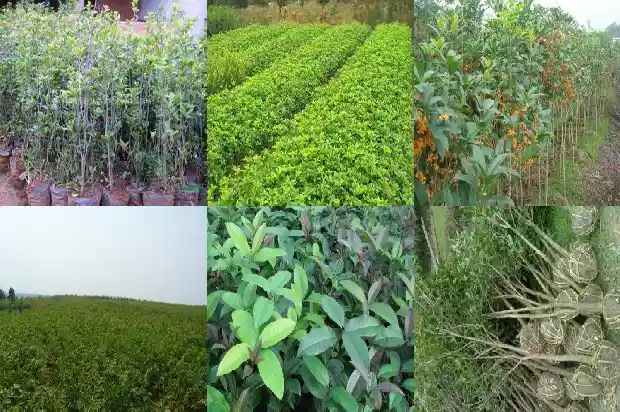 种桂花可以用营养土吗1686357973479
