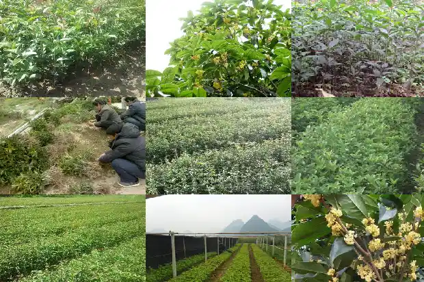 种桂花可以用营养土吗1686357973527