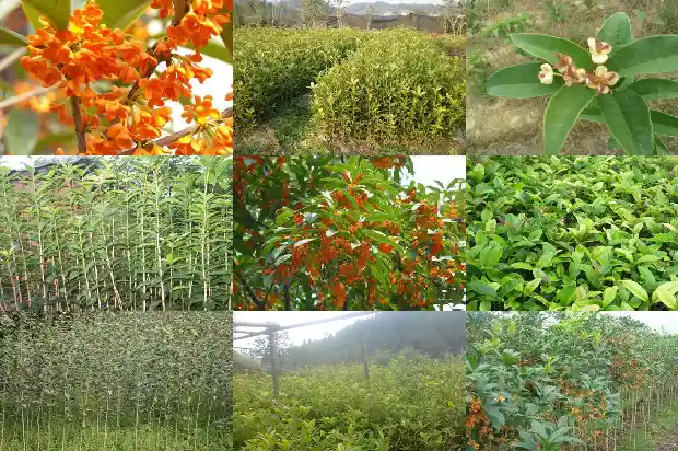 种桂花可以用营养土吗1686357973575