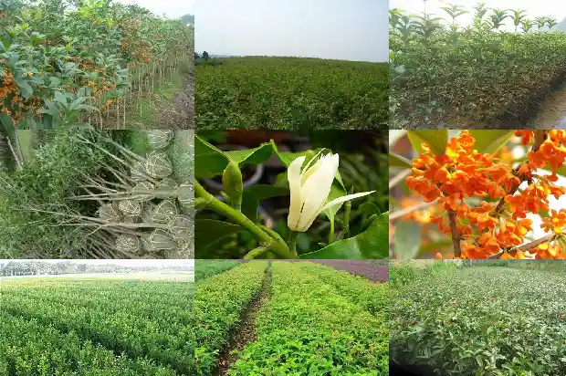 桂花树种子如何种植1686358013523