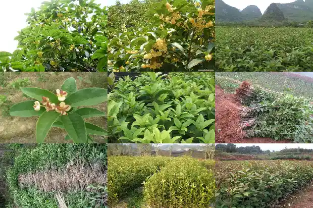桂花什么时间栽种最好1688606034950