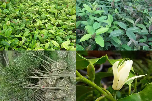 桂花一年开三次是什么品种的兰花1688861811202