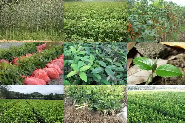 大门前不能种桂花树吗1690677364141