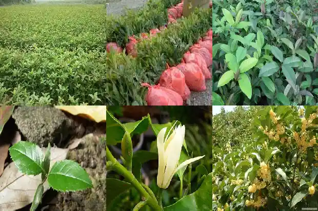 桂花长多大1690418472047