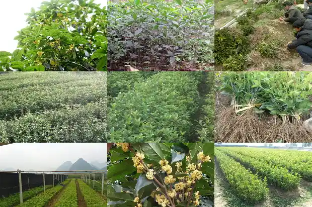全国最大的桂花树有多大1688693389753