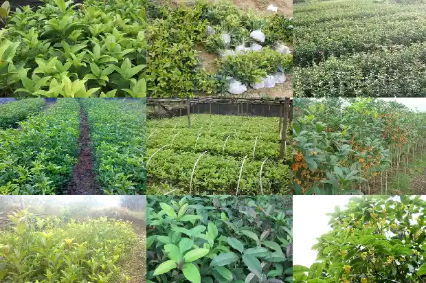 桂花树多少钱一棵10公分长的树1690245761926
