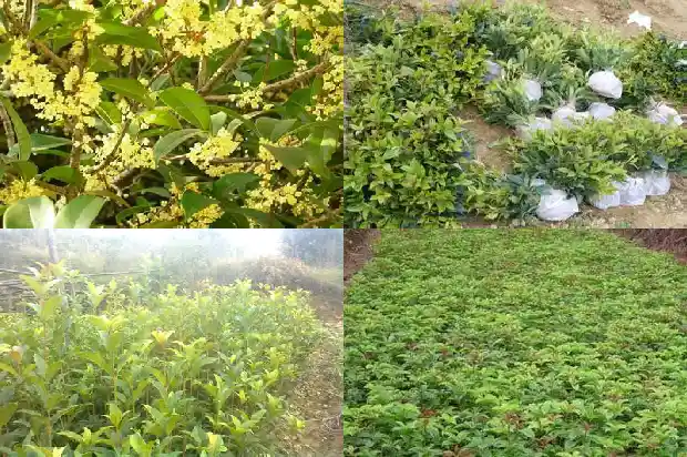 桂花冬天怎么养才能安全过冬?1688521433289