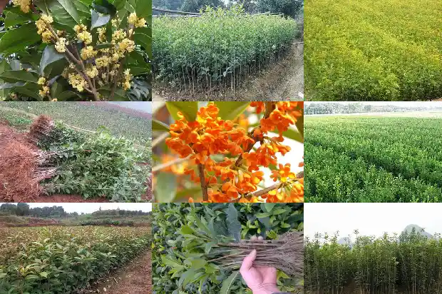 现在可以种桂花树苗吗农村人1686358253432