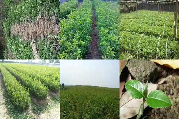 现在可以种桂花树苗吗农村人1686358253480