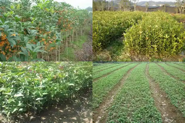 桂花树为什么有香味1690157322404