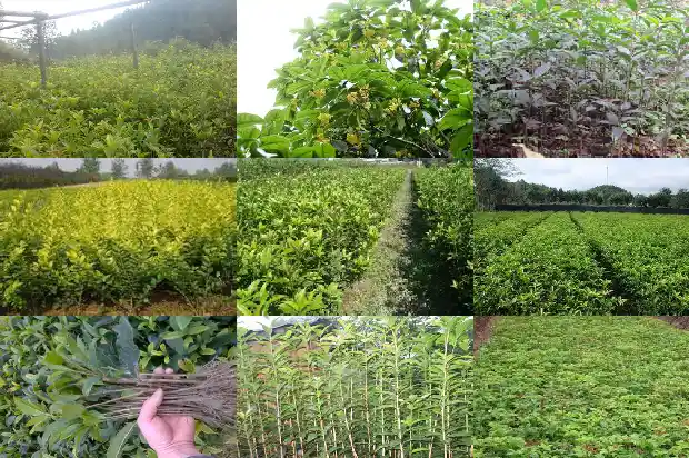 桂花树树干直径多少厘米1690762451619