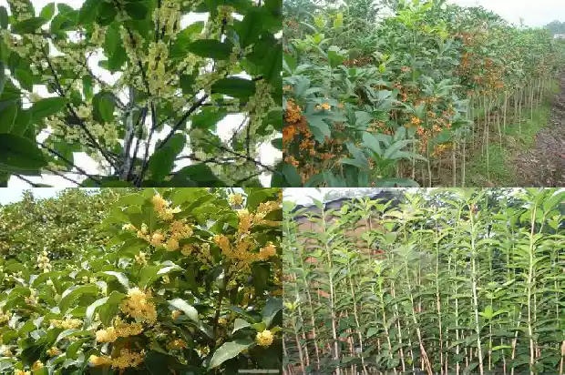 桂花树怎么种才能活得久些1686358331541