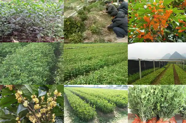 20公分桂花树要长几年才能开花1690072461008