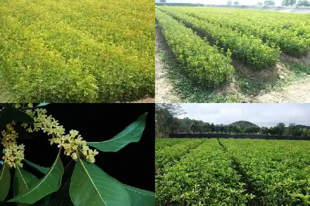 桂花树折枝能种活吗1686358370830
