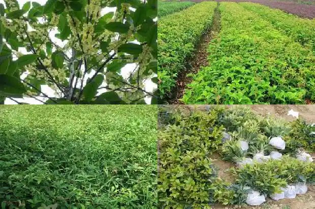 桂花树种在门口东边还是西边1688692515268