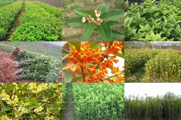 桂花树怎么养活的快又好看1686358415706