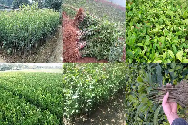 桂花树怎么养活的快又好看1686358415801