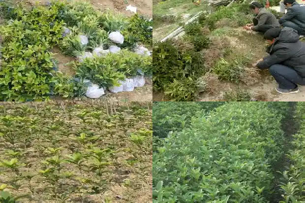 怎样养活桂花树盆栽1686358423436