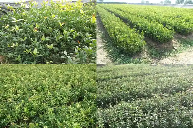 怎样养活桂花树盆栽1686358423484