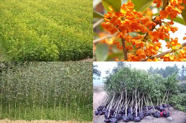 桂花树怎么养啊盆栽1686358464376