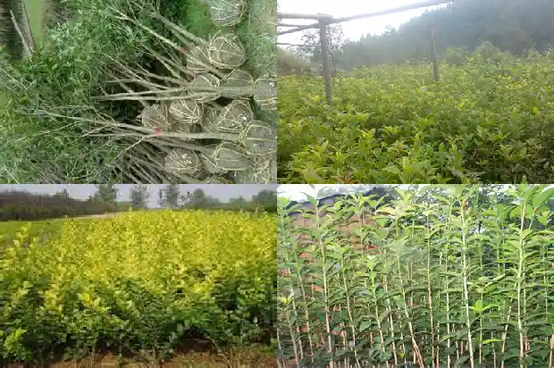 桂花树怎么养啊盆栽1686358464472