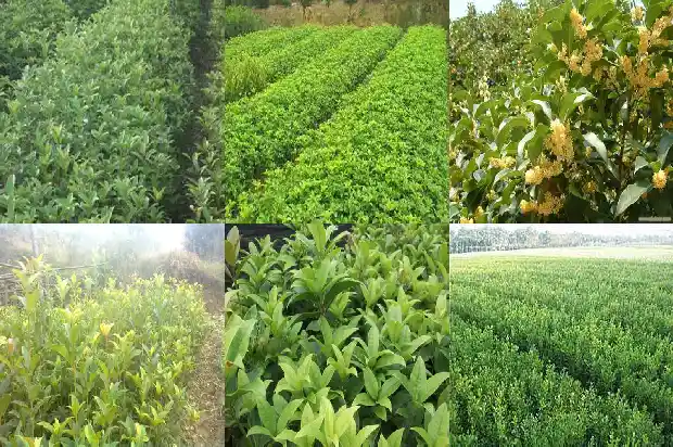 桂花树要怎么养才能开花1686358476158