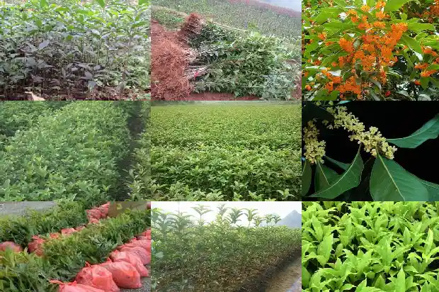 桂花树要怎么养才能开花1686358476254