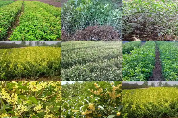 桂花树怎么养好活一些1686358534987