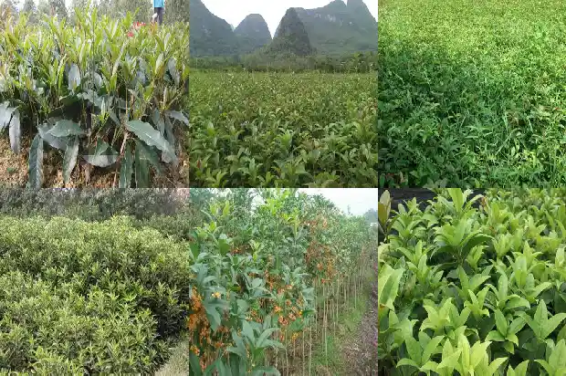 桂花树没有根能种活吗1686358619282