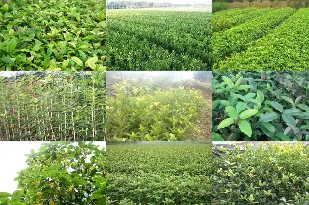 桂花树没有根能种活吗1686358619330