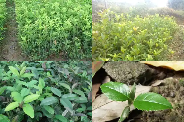 桂花树没有根能种活吗1686358619378