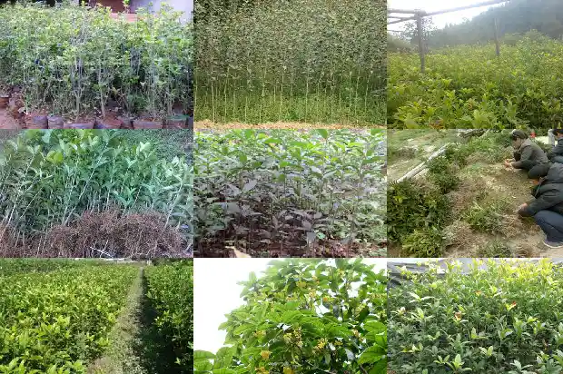 桂花树没有根能种活吗1686358619426