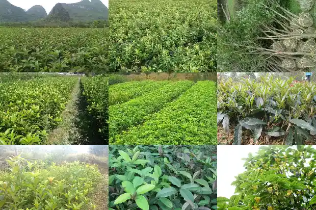 八月桂花没有开1688947884701