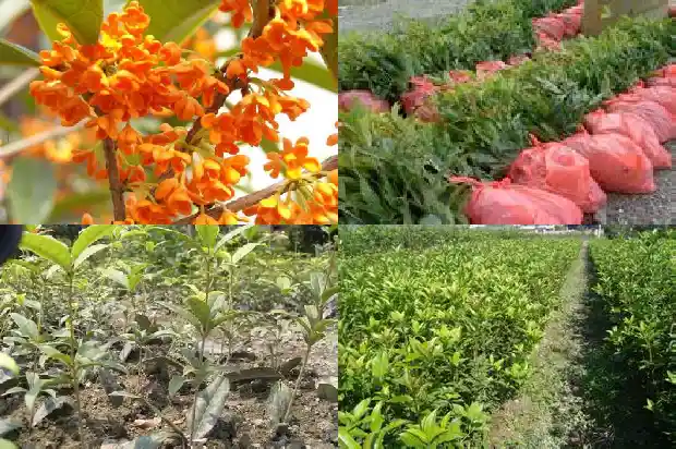 四季桂花树多少钱一株1690331816197